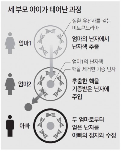 세 부모 아이가 태어난 과정 - 동아일보 제공